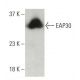 EAP30 Antibody (G-8) - Western Blotting - Image 397520 