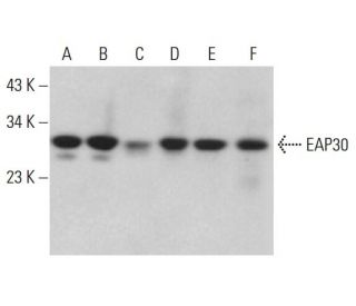 EAP30 Antibody (H-3) - Western Blotting - Image 376643 