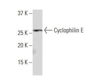 EAP30 Antibody (LN-7) - Western Blotting - Image 34262