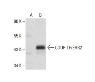 COUP-TF/EAR2 Antibody (F-11) - Western Blotting - Image 129696Each CRISPR/Cas9 Knockout (KO) Plasmid product consists of a pool of 3 plasmids designed to ensure identification and cleavage of a specific gene for maximum knockout efficiency. Each plasmid encodes a unique 20 nt sequence derived from the GeCKO (v2) library.
