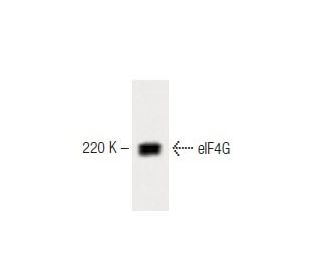 EB1 Cell Lysate: sc-24668. Western blot analysis of eIF4G expression... 