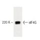 EB1 Cell Lysate: sc-24668. Western blot analysis of eIF4G expression... 
