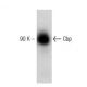 EB1 Cell Lysate: sc-24668. Western blot analysis of Cbp expression...