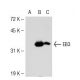 EB3 Antibody (KT36) - Western Blotting - Image 53231