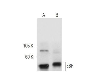 EBF Antibody (C-8) - Western Blotting - Image 56235 