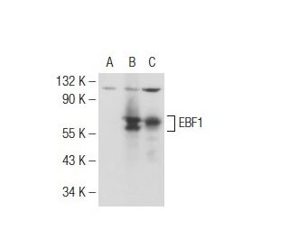 EBF Antibody (D-8) - Western Blotting - Image 127033 