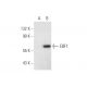 EBF Antibody (H-6) - Western Blotting - Image 301517