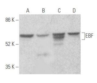 EBF Antibody (H-6) - Western Blotting - Image 355635 