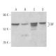 EBF Antibody (H-6) - Western Blotting - Image 355635 