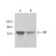 EBF Antibody (H-6) - Western Blotting - Image 381446 