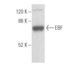 EBF Antibody (C-8) - Western Blotting - Image 355638
