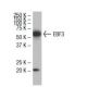 EBF3 Antibody (N7Q) - Western Blotting - Image 33649