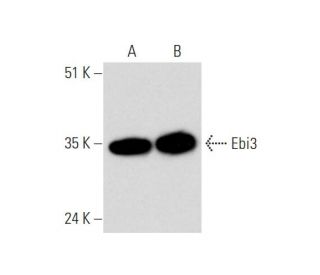 Ebi3 Antibody (F-7) - Western Blotting - Image 345927
