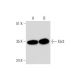 Ebi3 Antibody (F-7) - Western Blotting - Image 345927