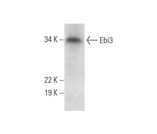 Ebi3 Antibody (H-6) - Western Blotting - Image 301539 