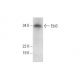 Ebi3 Antibody (H-6) - Western Blotting - Image 301539 