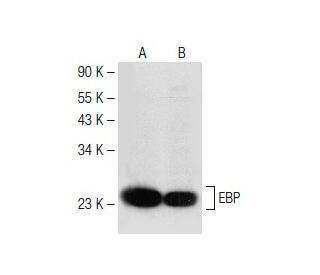 EBP Antibody (A-9) - Western Blotting - Image 149628 
