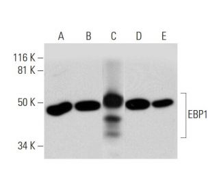 EBP1 Antibody (C-11) - Western Blotting - Image 292091 