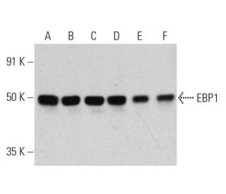 EBP1 Antibody (C-11) - Western Blotting - Image 359533
