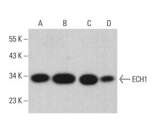 ECH1 Antibody (B-3) - Western Blotting - Image 382043 