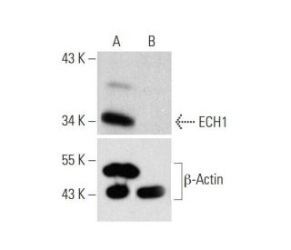 ECH1 HDR Plasmid (h): sc-406076-HDR. Western blot analysis of ECH1 expression in non-transfected control (A) and puromycin 