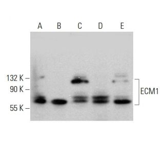 ECM1 Antibody (F-1) - Western Blotting - Image 376508 