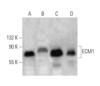 ECM1 Antibody (G-7) - Western Blotting - Image 370440 