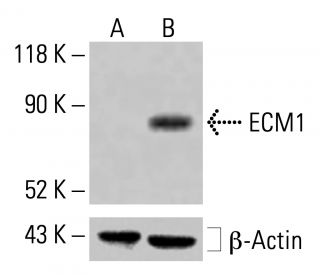 ECM1 Antibody (C-12) - Western Blotting - Image 414421