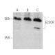 ECSCR Antibody (A-6) - Western Blotting - Image 372267