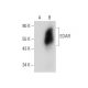 EDAR Antibody (F-5) - Western Blotting - Image 303770