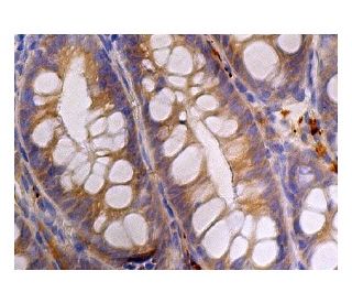 EDAR Antibody (G-1) - Immunohistochemistry - Image 160273 