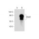 EDAR Antibody (G-1) - Western Blotting - Image 135244