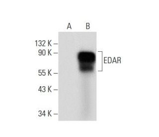 EDAR Antibody (H-7) - Western Blotting - Image 135488