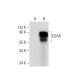EDAR Antibody (H-7) - Western Blotting - Image 135488
