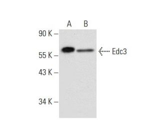 Edc3 Antibody (F-9) - Western Blotting - Image 301281 