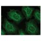 Edc4 Antibody (F-1) - Immunofluorescence - Image 149362 