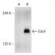 Edc4 Antibody (F-1) - Western Blotting - Image 148960