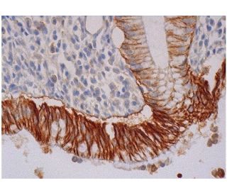 Edc4 Antibody (H-12) - Immunohistochemistry - Image 286314 