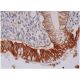Edc4 Antibody (H-12) - Immunohistochemistry - Image 286314 