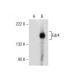 Edc4 Antibody (H-12) - Western Blotting - Image 155407