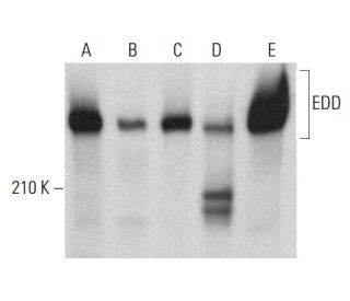 EDD Antibody (B-11) - Western Blotting - Image 382110 