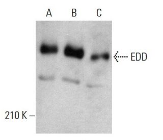 EDD Antibody (D-5) - Western Blotting - Image 364852 