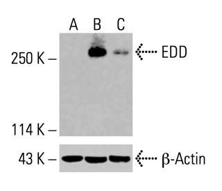 EDD Antibody (B-11) - Western Blotting - Image 416021