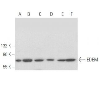 EDEM Antibody (D-1) - Western Blotting - Image 355452 
