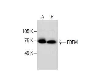 EDEM Antibody (D-1) - Western Blotting - Image 285057