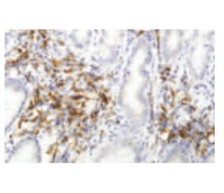 EDEM2 Antibody (JD-32) - Immunohistochemistry - Image 53960