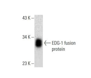 EDG-1/S1P1/S1PR1 Antibody (F-6) - Western Blotting - Image 133379