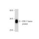 EDG-1/S1P1/S1PR1 Antibody (F-6) - Western Blotting - Image 133379