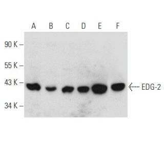 EDG-2 Antibody (D-6) - Western Blotting - Image 356980 