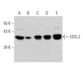 EDG-2 Antibody (B-10) - Western Blotting - Image 356223
